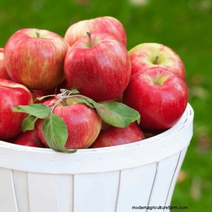 Best Fruit Trees for Suburban Gardens: Beauty & Yield