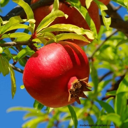Best Fruit Trees for Suburban Gardens: Beauty & Yield