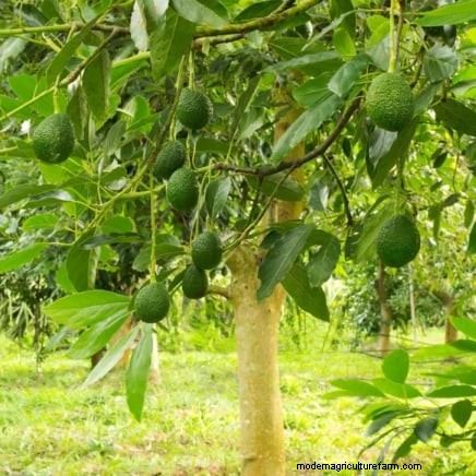 Best Fruit Trees for Suburban Gardens: Beauty & Yield
