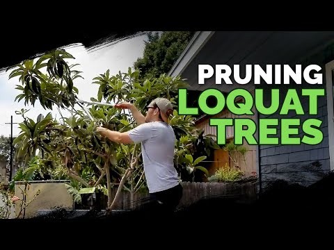 Best Fruit Trees for Suburban Gardens: Beauty & Yield