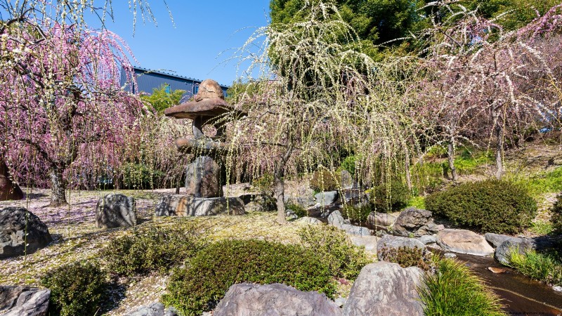 Best Fruit Trees for Suburban Gardens: Beauty & Yield