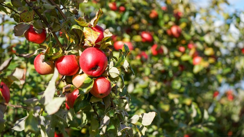 Best Fruit Trees for Suburban Gardens: Beauty & Yield