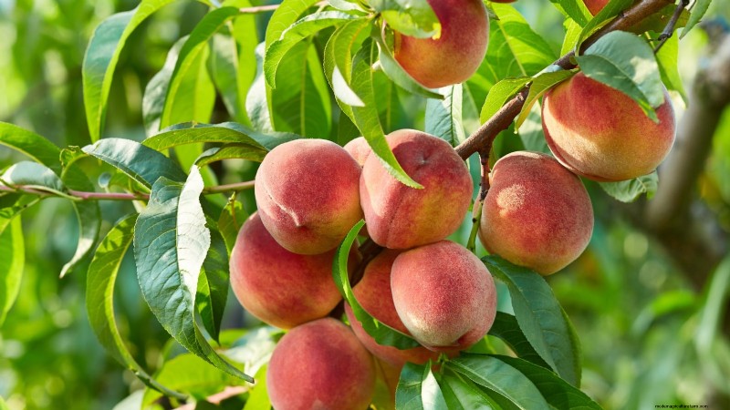 Best Fruit Trees for Suburban Gardens: Beauty & Yield