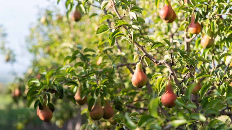 Best Fruit Trees for Suburban Gardens: Beauty & Yield
