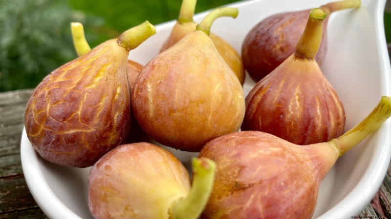 Best Fruit Trees for Suburban Gardens: Beauty & Yield