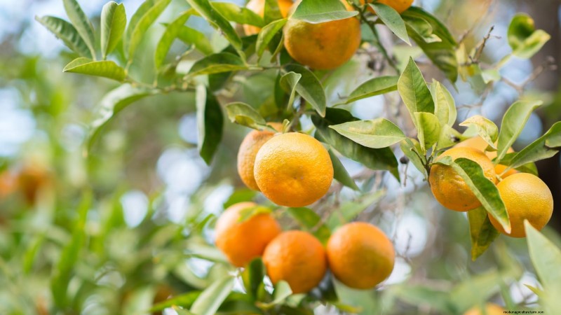 Best Fruit Trees for Suburban Gardens: Beauty & Yield