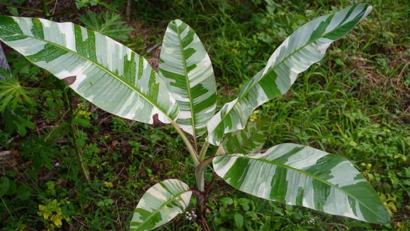 Best Fruit Trees for Suburban Gardens: Beauty & Yield