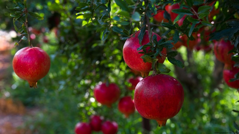 Best Fruit Trees for Suburban Gardens: Beauty & Yield