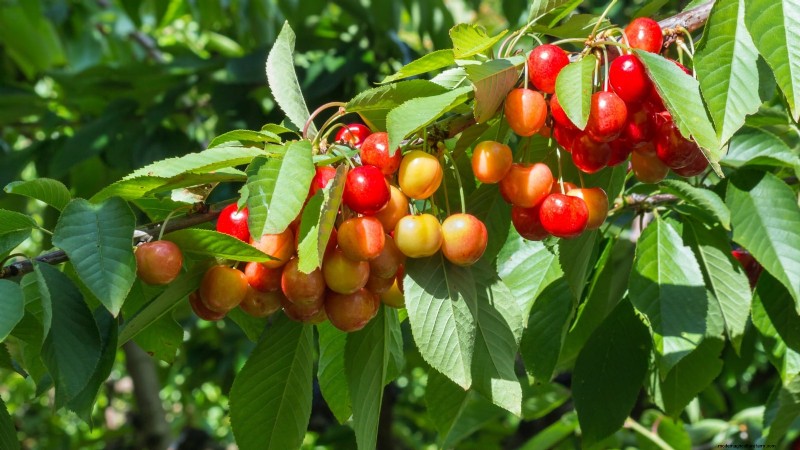 Best Fruit Trees for Suburban Gardens: Beauty & Yield