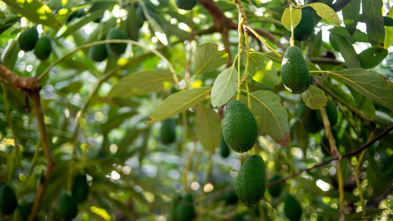 Best Fruit Trees for Suburban Gardens: Beauty & Yield