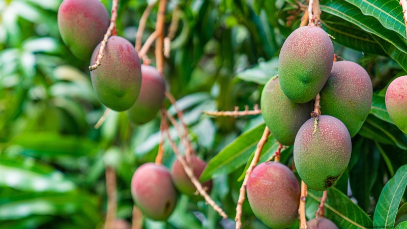 Best Fruit Trees for Suburban Gardens: Beauty & Yield