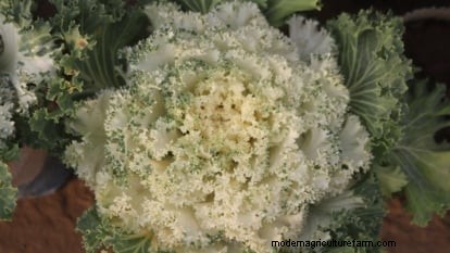 Coral Prince Cabbage: Planting, Growing & Care Guide