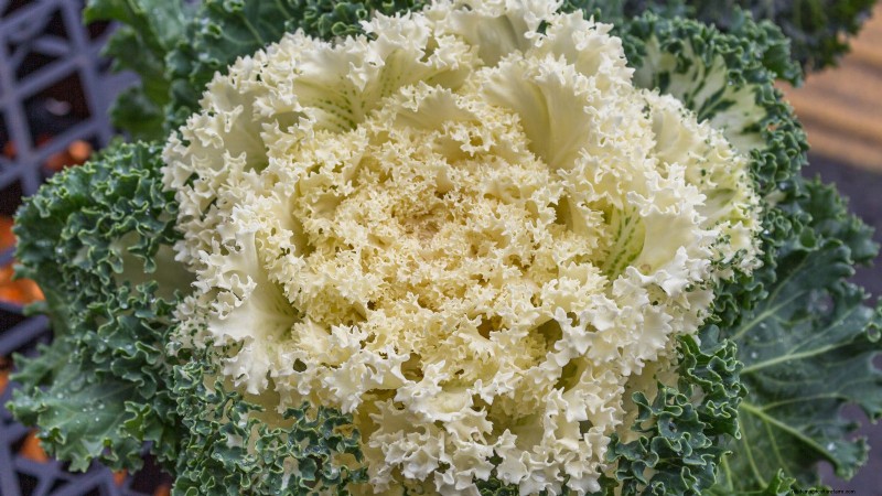 Coral Prince Cabbage: Planting, Growing & Care Guide