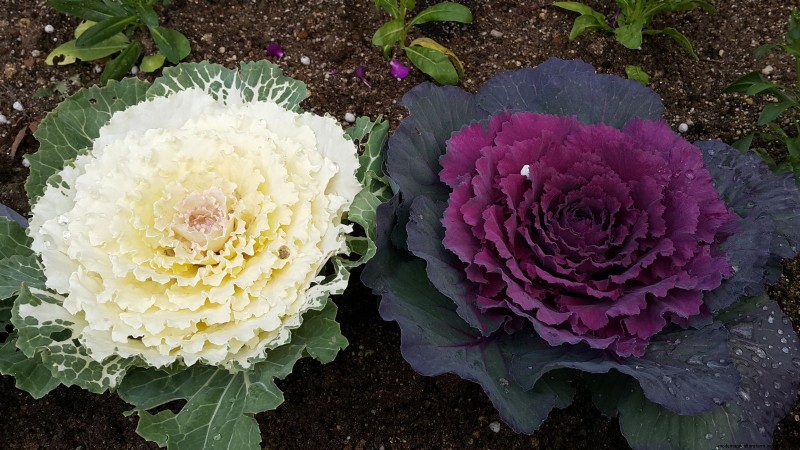 Coral Prince Cabbage: Planting, Growing & Care Guide