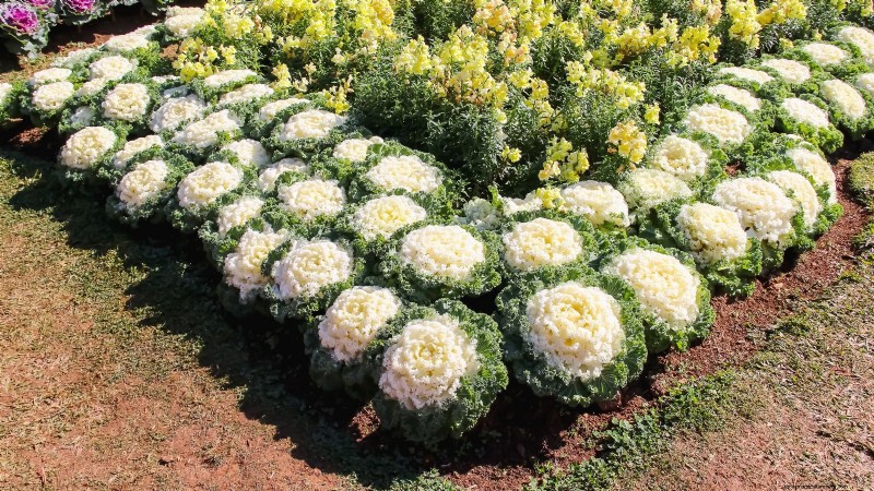 Coral Prince Cabbage: Planting, Growing & Care Guide