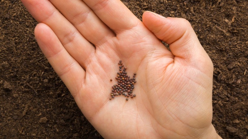 Coral Prince Cabbage: Planting, Growing & Care Guide