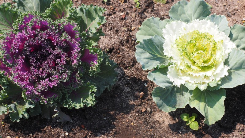 Coral Prince Cabbage: Planting, Growing & Care Guide