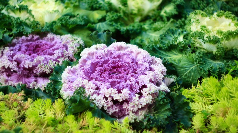Coral Prince Cabbage: Planting, Growing & Care Guide