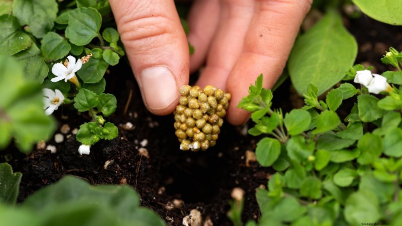 Coral Prince Cabbage: Planting, Growing & Care Guide