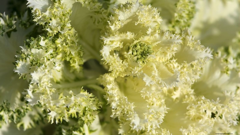 Coral Prince Cabbage: Planting, Growing & Care Guide
