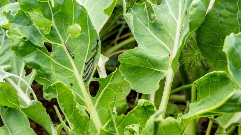 Coral Prince Cabbage: Planting, Growing & Care Guide