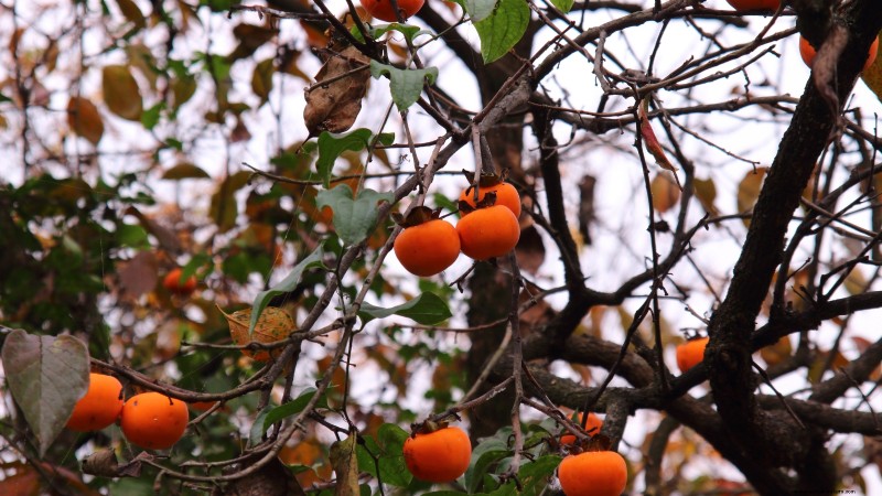 Persimmon Harvesting Guide: Expert Tips for Optimal Ripeness