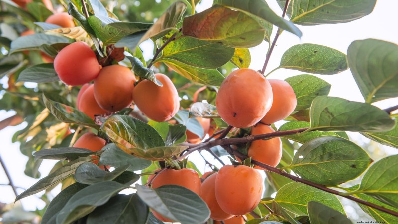 Persimmon Harvesting Guide: Expert Tips for Optimal Ripeness