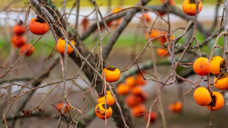 Persimmon Harvesting Guide: Expert Tips for Optimal Ripeness