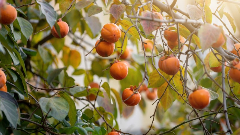 Persimmon Harvesting Guide: Expert Tips for Optimal Ripeness