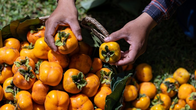 Persimmon Harvesting Guide: Expert Tips for Optimal Ripeness