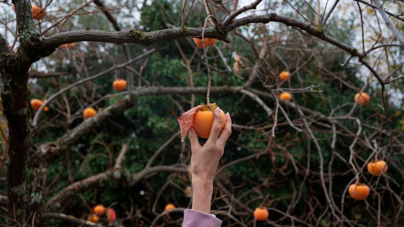 Persimmon Harvesting Guide: Expert Tips for Optimal Ripeness