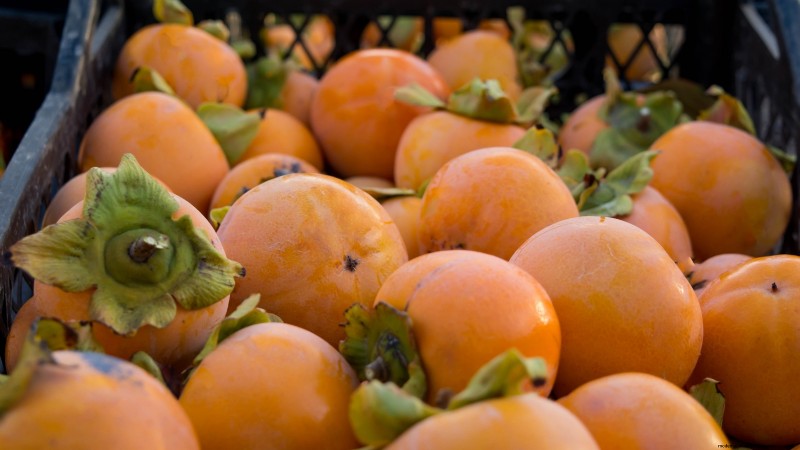 Persimmon Harvesting Guide: Expert Tips for Optimal Ripeness