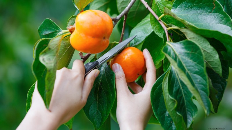 Persimmon Harvesting Guide: Expert Tips for Optimal Ripeness