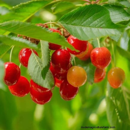 Best Fruit Trees to Plant in November: A Comprehensive Guide