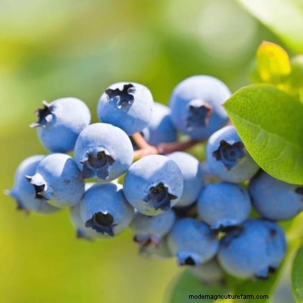 Best Fruit Trees to Plant in November: A Comprehensive Guide
