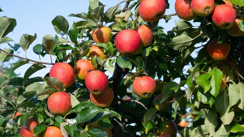 Best Fruit Trees to Plant in November: A Comprehensive Guide