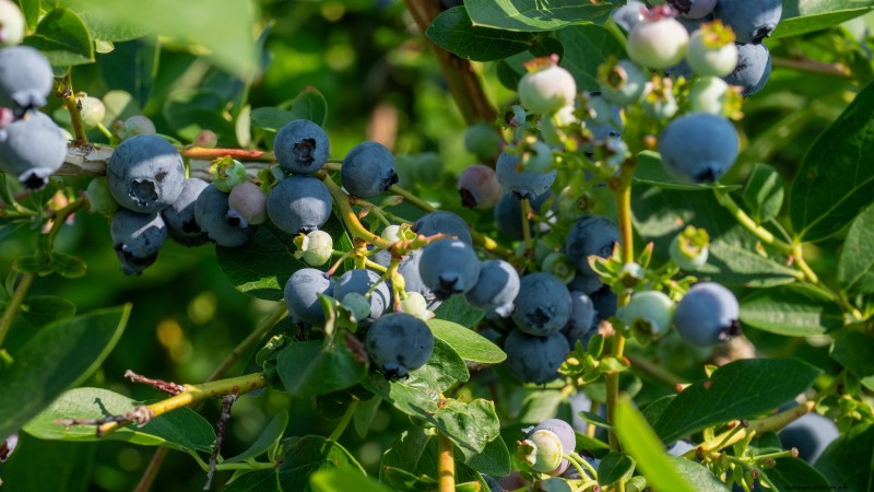Best Fruit Trees to Plant in November: A Comprehensive Guide