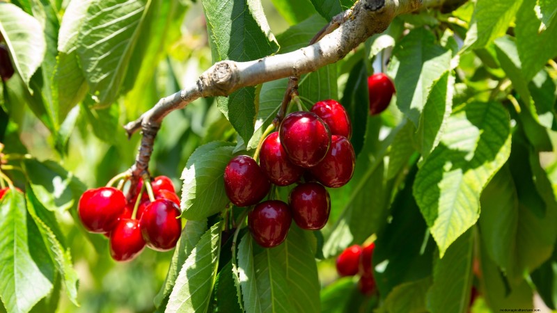Best Fruit Trees to Plant in November: A Comprehensive Guide