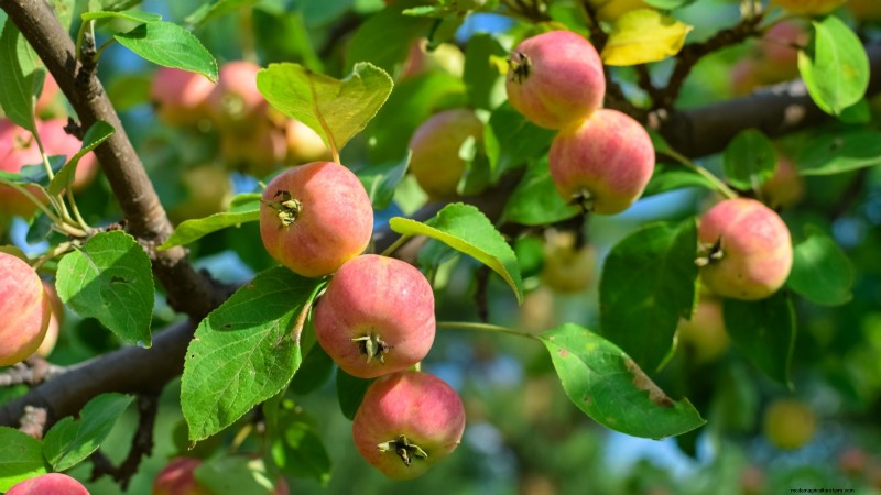 Best Fruit Trees to Plant in November: A Comprehensive Guide