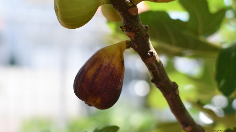 Best Fruit Trees to Plant in November: A Comprehensive Guide