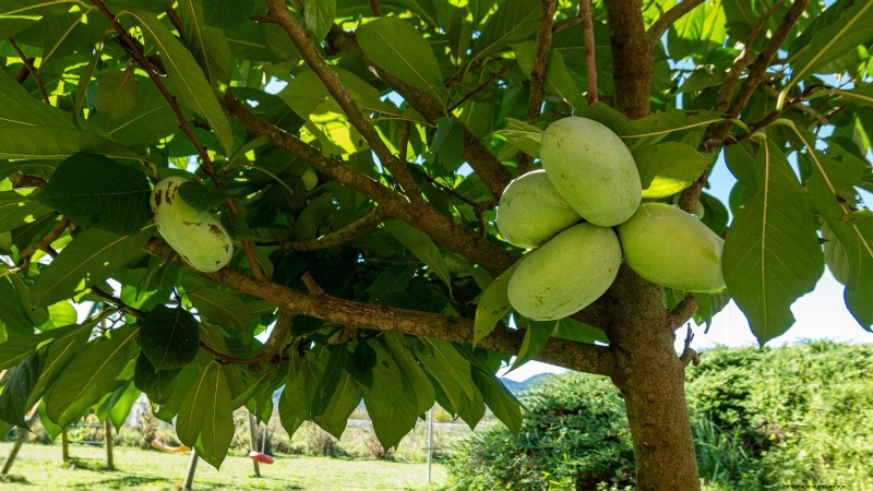 Best Fruit Trees to Plant in November: A Comprehensive Guide