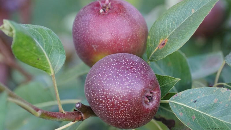 Best Fruit Trees to Plant in November: A Comprehensive Guide