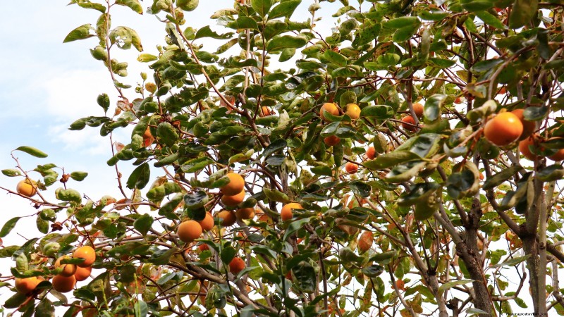 Best Fruit Trees to Plant in November: A Comprehensive Guide