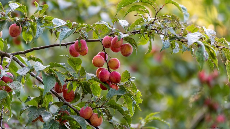 Best Fruit Trees to Plant in November: A Comprehensive Guide