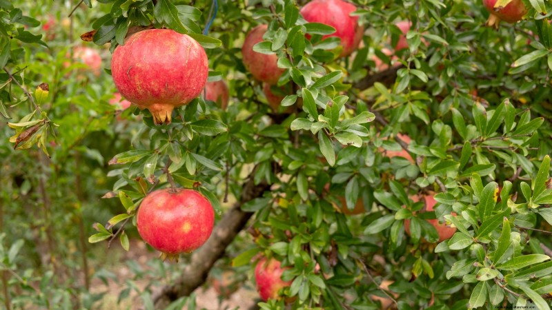Best Fruit Trees to Plant in November: A Comprehensive Guide