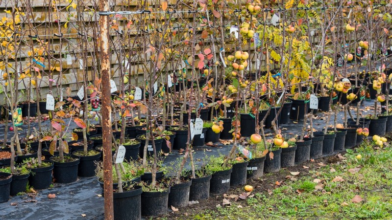 Plant Fruit Trees in Fall: 5 Benefits for a Bountiful Harvest