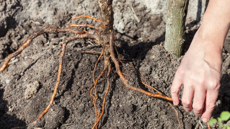 Plant Fruit Trees in Fall: 5 Benefits for a Bountiful Harvest