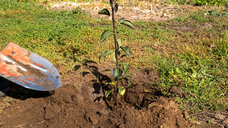 Plant Fruit Trees in Fall: 5 Benefits for a Bountiful Harvest