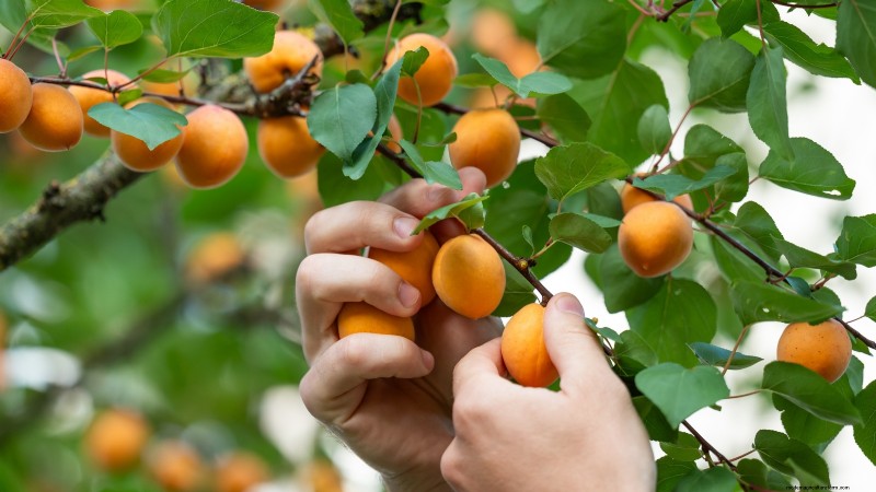 Plant Fruit Trees in Fall: 5 Benefits for a Bountiful Harvest