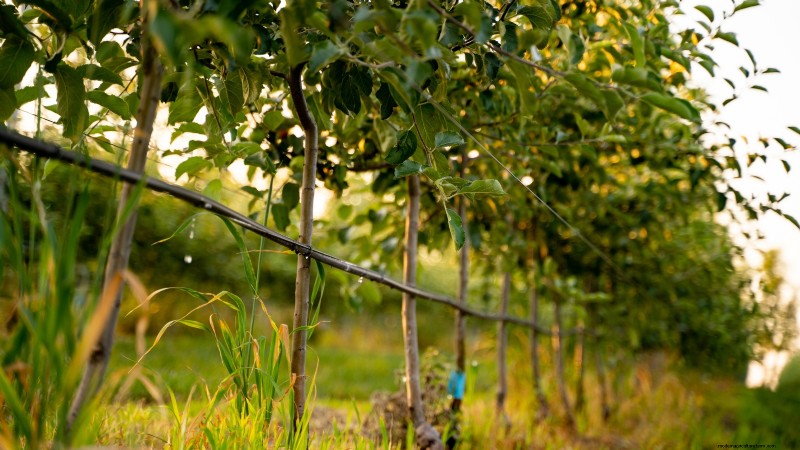 Plant Fruit Trees in Fall: 5 Benefits for a Bountiful Harvest